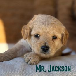 Mr. Jackson - Apricot male Cavapoo puppy in Sacramento, California from Dandy Doodles Goldendoodles