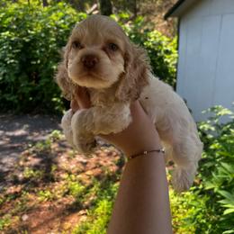Male 2 - Buff and white male Cocker Spaniel puppy in Clinton, Tennessee from High Hopes Hounds