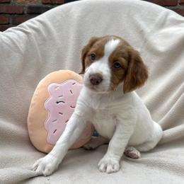 Jelly Roll - White and orange female Brittany puppy in Downers Grove, Illinois from Attitude Brittanys