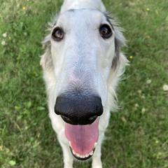 Fennel - Borzoi