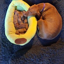 Black - Golden rust male Vizsla puppy in Maineville, Ohio from Izabella Vizslas