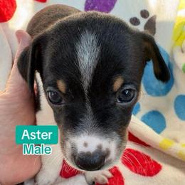 Aster - White black and tan male Rat Terrier puppy in Redlands, California from Pets Are Priceless Ratties