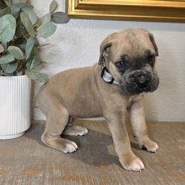 Leopard - Gray Collar - Gray male Cane Corso puppy in St. Augustine, Florida from RG2 Cane Corsos