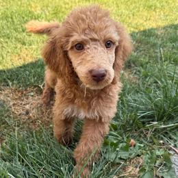Stetson - Apricot male Poodle puppy in Dayton, Washington from Country Sundance Poodles