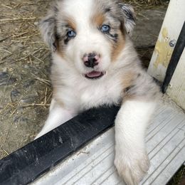 Bob - Blue merle male Australian Shepherd puppy in Belmont, Vermont from Pennyrile Australian Shepherds