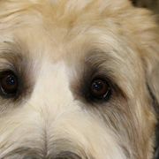 Briard and Schapendoes Puppies from Dragonz Lair