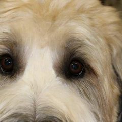 Briard and Schapendoes Puppies from Dragonz Lair