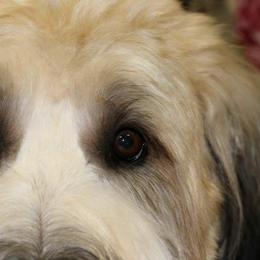 Briard and Schapendoes Puppies from Dragonz Lair