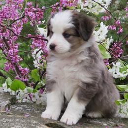 Miniature Australian Shepherd Puppies from Big Coon Little Aussies