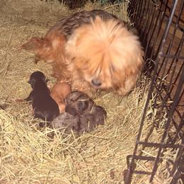 Boy 4 - Parti male Yorkshire Terrier puppy in Lumberton, North Carolina from Shaquitta's Yorkshire Terriers
