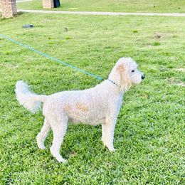 Bailey - Aussiedoodle