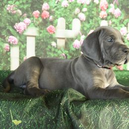 Great Dane Puppies from Indigo Blu Danes