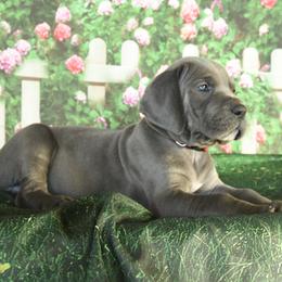 Great Dane Puppies from Indigo Blu Danes