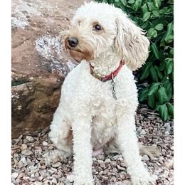 Dawn - Goldendoodle