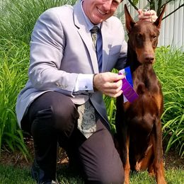 Doberman Pinscher Puppies from RMH Dobermans