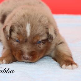 Badger - Red merle male Miniature Australian Shepherd puppy in Weeki Wachee, Florida from Arlington's Mini Aussies