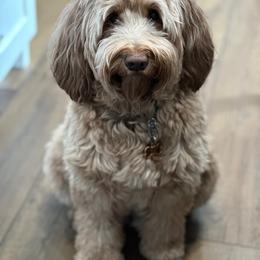 Belle - Australian Labradoodle