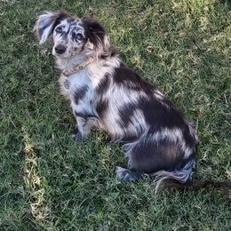 Pistol - Dachshund