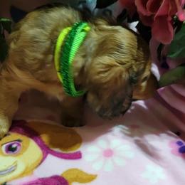 Dachshund Puppies from CLARK'S BREEDING PROGRAM