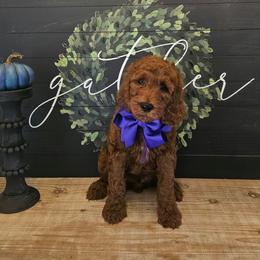Purple male - Red  male Goldendoodle puppy in Haughton, Louisiana from Bailey’s Cajun Canines