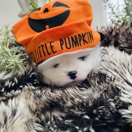 Markie - Black parti male Pomeranian puppy in Tucson, Arizona from Kristy's Pomeranians