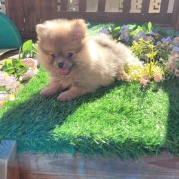Pomeranian Puppies from Marie's Sweetie Poms