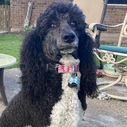 Lady - Poodle
