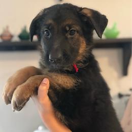 Olivia - Black and red female German Shepherd puppy in Florida from Best Shepherds