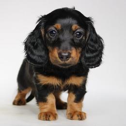 Cashew (Ms. Head) - Black and tan female Dachshund puppy in Red Bud, Illinois from Midwest Miniature Dachshunds