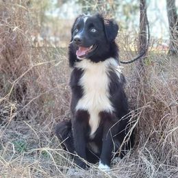 Australian Shepherd and Miniature Australian Shepherd All Grown Up from Prickly Pear Pups