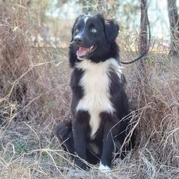 Australian Shepherd and Miniature Australian Shepherd All Grown Up from Prickly Pear Pups