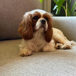 Paige - Cavalier King Charles Spaniel