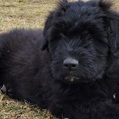 Bouvier des Flandres from Black Bears Critters