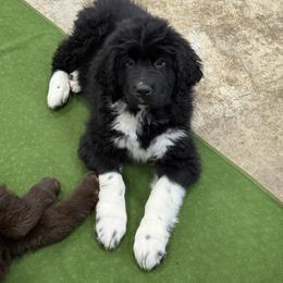 Bingo - White and black female Newfoundland puppy in Goodhue, Minnesota from Claypits Newfoundlands