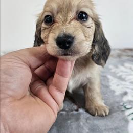 Shaded cream female 1 - Cream female Dachshund puppy in Belle Rive, Illinois from Akin's Miniature Dachshunds, LLC