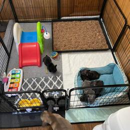 French Bulldog Puppies from Porchant French Bulldogs