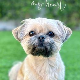 Shih Tzu Puppies from Jodi’s Shihtzus