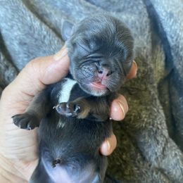 Blue and tan girl - Silver female Pug puppy in Ridgefield, Washington from Cupid’s Pugs