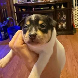 Ruby male 1 - White black and tan male Toy Fox Terrier puppy in Clermont, Florida from Debbie Hiles's Toy Fox Terriers