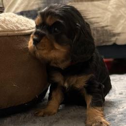 Arthur - Black and tan male Cavalier King Charles Spaniel puppy in Spokane, Washington from PJE Cavs and Poos