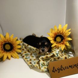 Bernedoodle, Double Doodle, and Goldendoodle Puppies from Precious Paws