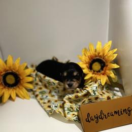 Bernedoodle, Double Doodle, and Goldendoodle Puppies from Precious Paws