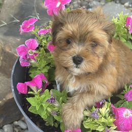 Havanese puppies from Sidekick Havanese