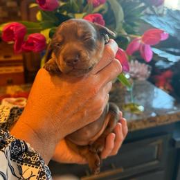 Bentley- chocolate and cream dachshund - Chocolate and cream male Dachshund puppy in El Cajon, California from Lisa Buxton