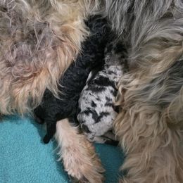 Aussiedoodle puppies from Bline’s Awesome Aussies & Doxies at the Bline Family Farm