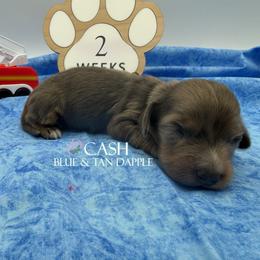 Cash - Blue and tan male Dachshund puppy in Waseca, Minnesota from Dragonfly Doxies