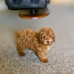 King - Red male Cockapoo puppy in Utica, Ohio from Poodle Me Crazy
