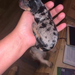 Girl 2 - Dapple female Dachshund puppy in Bowling Green, Kentucky from Rich’s Beautiful Dachshunds
