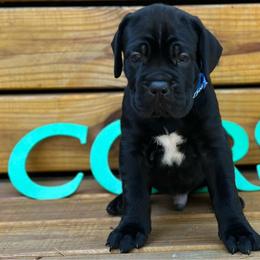 Miracle City Blue - Black male Cane Corso puppy in Conroe, Texas from Miracle City