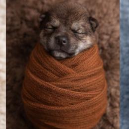 Tsuki   Girl 1 - Sesame female Shiba Inu puppy in Denver, Colorado from Diamonds In The Ruff Boston Terriers